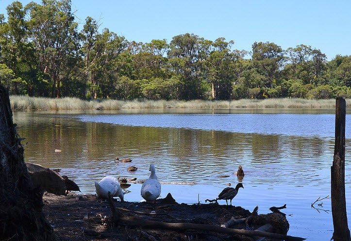 Glenbrook Native Plant Reserve and Nursery, Glenbrook, New South Wales, Australia, Australia